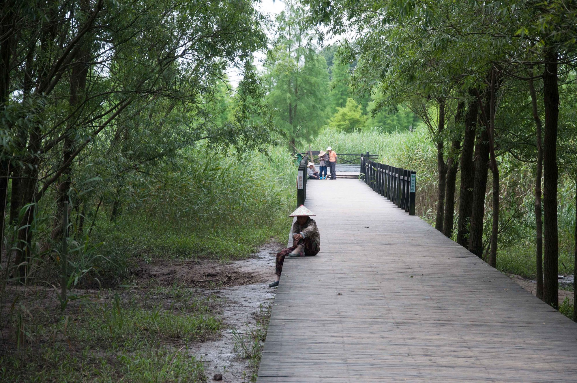 chongming island