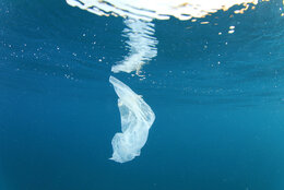 Vo výskume ekologických bioplastov sú obrovské možnosti  